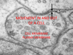 cell membrane plasma membrane