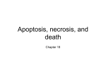Apoptosis , necrosis, and death