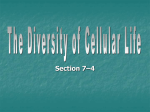 the diversity of cell life 7-4