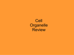 Review Cell Organelle - Catawba County Schools