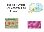The Cell Cycle: Cell Growth, Cell Division