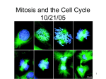 20_mitosis