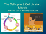 Cell division: Mitosis - Sonoma Valley High School