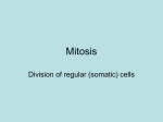 Mitosis PPT