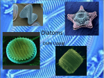 Diatoms