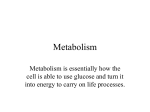 Metabolism part 1