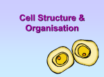 What is a cell?