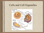 Cells and Cell Organelles