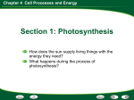 Chapter 4 Cell Processes and Energy