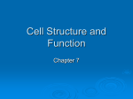 Cell Structure and Function