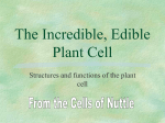 7. Plant Cell as a Restaurant PowerPoint plant_cell