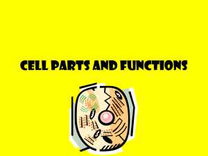 Cell Parts and Functions