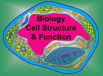 Cell Structure & Function