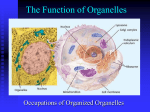 The Function of Organelles