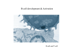 B-cell development & Acvivation