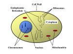 HGSS Chapter 2: The Cell