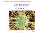 Bio 103 Cells Chp 4