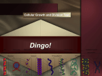 Dingo!