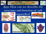 What type of cells did you observe?