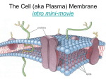 The Cell (aka Plasma) Membrane intro mini