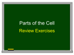 Parts of the Cell - Middle