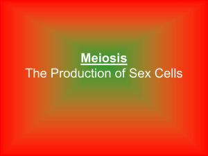 Steps of Meiosis