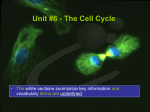 The Cell Cycle - Biology with Mrs. Flores