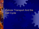 Cell Transport and the Cell cycle