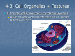 4-2: Parts of a Eukaryotic Cell