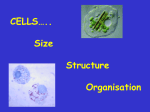 Cell Structure and Function