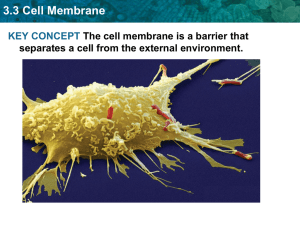 3.3 Cell Membrane Cell membranes are composed of two