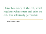 Outer boundary of the cell, which regulates what, enters and exits