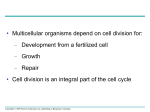 The Cell Cycle