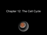 Chapter 12: The Cell Cycle