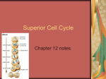 Superior Cell Cycle
