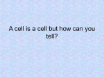 Intro to cells