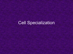 Cell Specialization