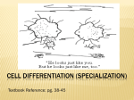 Stem Cells and Cell Differentiation