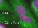 Cells Part 3