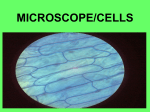 MICROSCOPE/CELLS