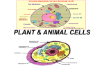 PLANT & ANIMAL CELLS