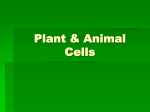 Plant & Animal Cells