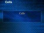 Cells - mweiner