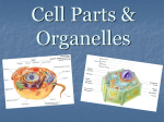 Cell Parts & Organelles