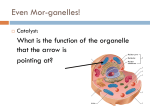 Organelles Day 3