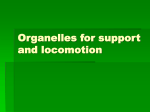 Organelles for support and locomotion