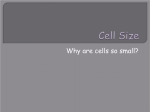 Cell Size