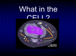 What in the CELL?