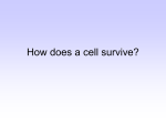 How does a cell survive