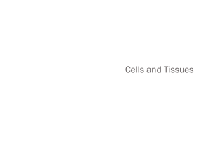Cells and Tissues Part 1
